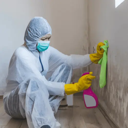 Mold Removal Services
